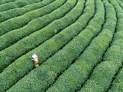 艾草基地