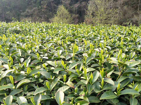 艾草基地