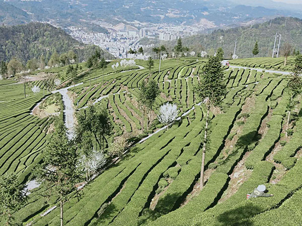 艾草基地