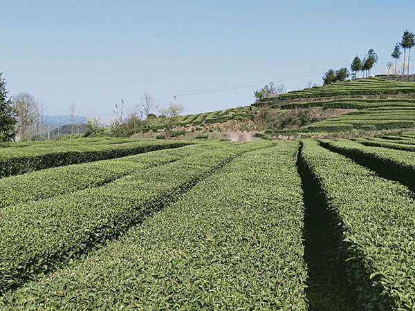 艾草基地